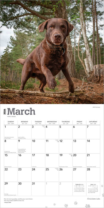 Chocolate Labrador Retrievers 2026 Square Wall Calendar