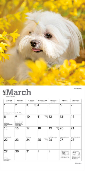 Maltese 2026 Mini Wall Calendar