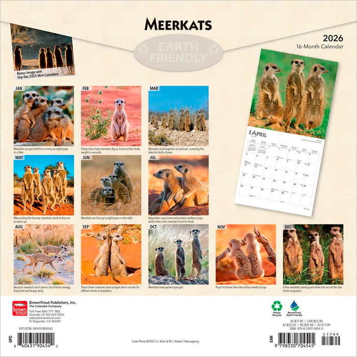 Meerkats 2026 Square Wall Calendar