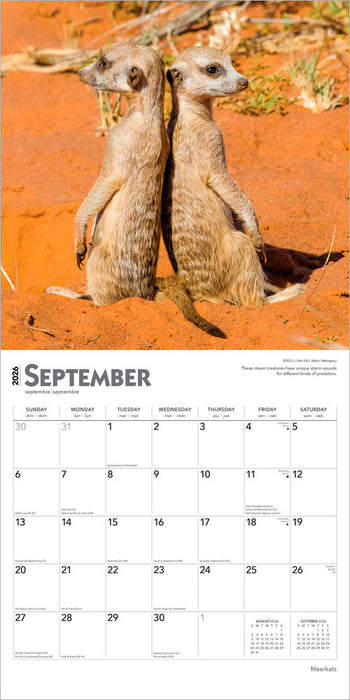 Meerkats 2026 Square Wall Calendar