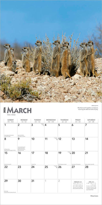 Meerkats 2026 Square Wall Calendar