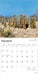 Meerkats 2026 Square Wall Calendar