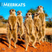 Meerkats 2026 Square Wall Calendar
