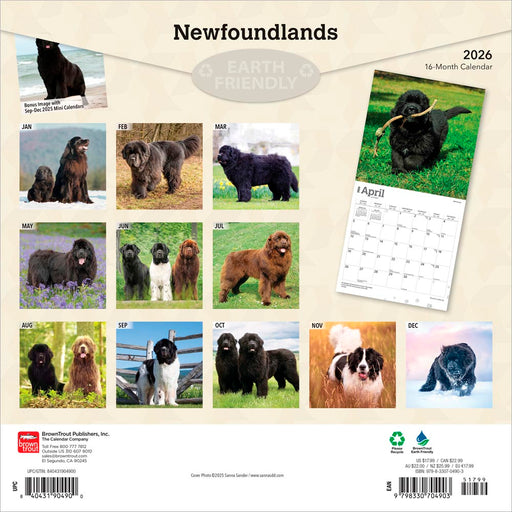 Newfoundlands 2026 Square Wall Calendar