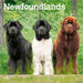 Newfoundlands 2026 Square Wall Calendar