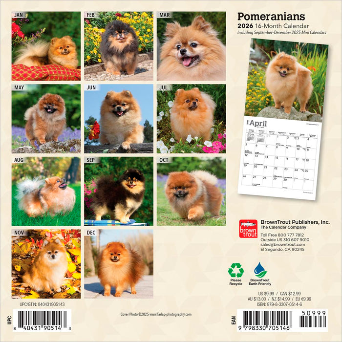 Pomeranians 2026 Mini Wall Calendar