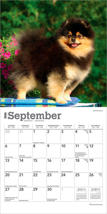 Pomeranians 2026 Mini Wall Calendar