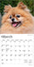 Pomeranians 2026 Mini Wall Calendar