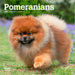 Pomeranians 2026 Mini Wall Calendar