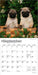 Pug Puppies 2026 Mini Wall Calendar