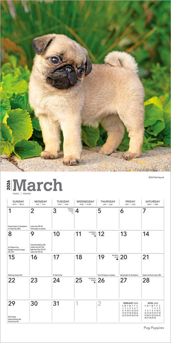 Pug Puppies 2026 Mini Wall Calendar