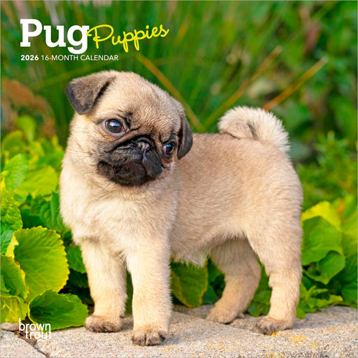 Pug Puppies 2026 Mini Wall Calendar