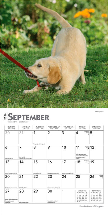For the Love of Puppies 2026 Mini Wall Calendar