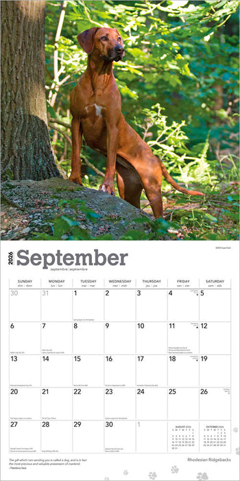 Rhodesian Ridgebacks 2026 Square Wall Calendar