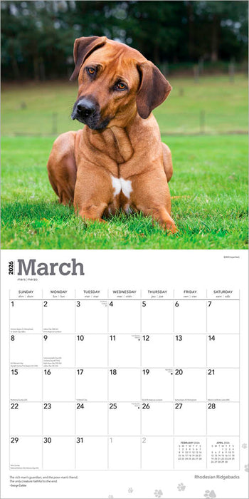 Rhodesian Ridgebacks 2026 Square Wall Calendar