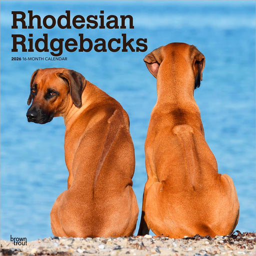 Rhodesian Ridgebacks 2026 Square Wall Calendar