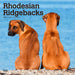 Rhodesian Ridgebacks 2026 Square Wall Calendar