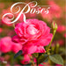Roses 2026 Square Wall Calendar
