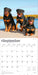 Rottweilers 2026 Square Wall Calendar
