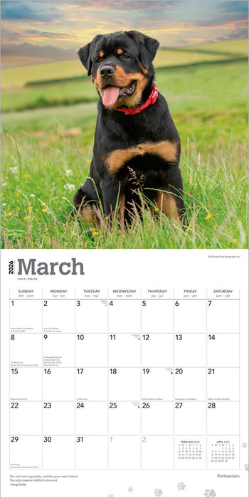 Rottweilers 2026 Square Wall Calendar