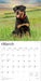 Rottweilers 2026 Square Wall Calendar