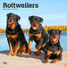 Rottweilers 2026 Square Wall Calendar