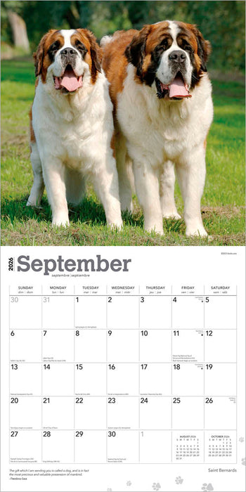 Saint Bernards 2026 Square Wall Calendar
