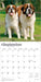 Saint Bernards 2026 Square Wall Calendar