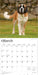 Saint Bernards 2026 Square Wall Calendar