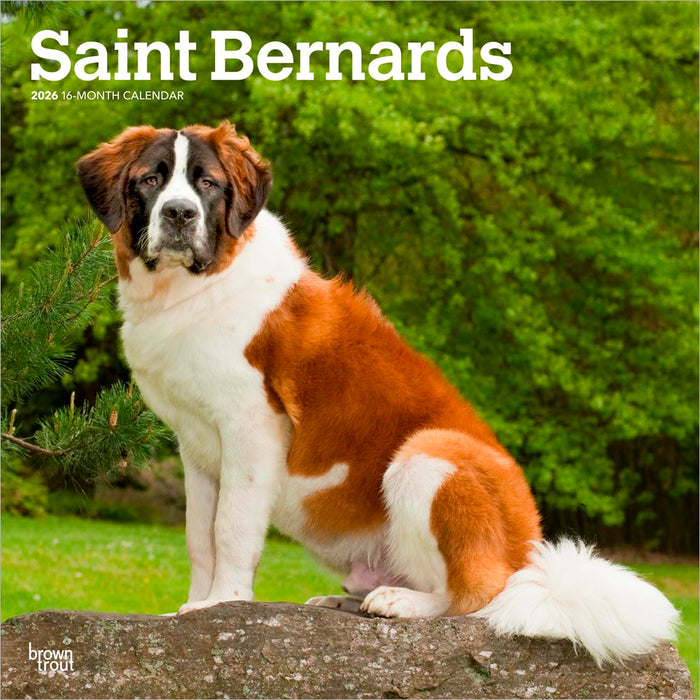 Saint Bernards 2026 Square Wall Calendar