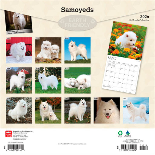 Samoyeds 2026 Square Wall Calendar
