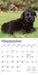 Schnauzer Puppies 2026 Mini Wall Calendar