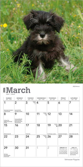 Schnauzer Puppies 2026 Mini Wall Calendar