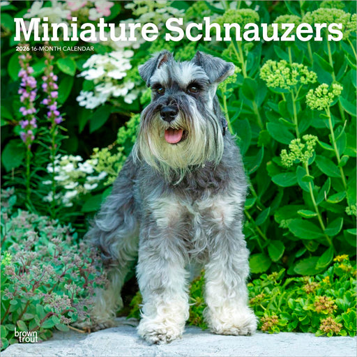 Miniature Schnauzers 2026 Square Wall Calendar