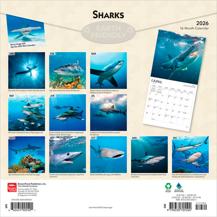 Sharks 2026 Square Wall Calendar