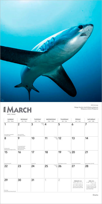 Sharks 2026 Square Wall Calendar