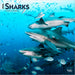 Sharks 2026 Square Wall Calendar