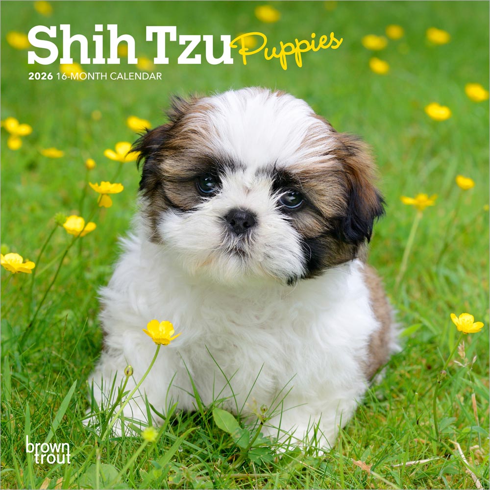 Calendar Club Shih Tzu Puppies 2026 Mini Wall Calendar calendar-club-shih-tzu-puppies-2026-mini-wall-calendar
