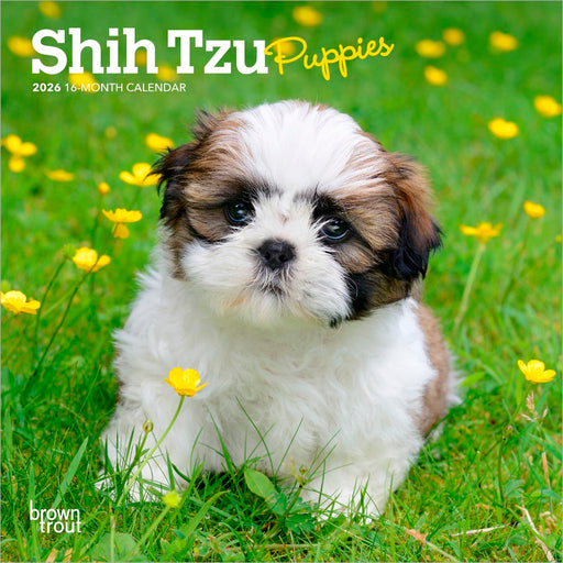 Shih Tzu Puppies 2026 Mini Wall Calendar