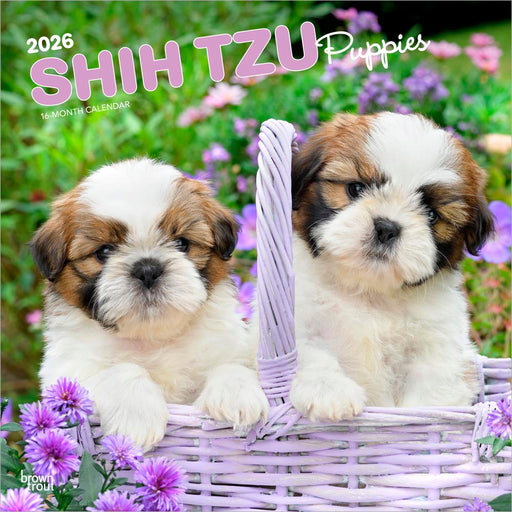 Shih Tzu Puppies 2026 Square Wall Calendar