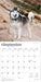 Siberian Huskies 2026 Square Wall Calendar