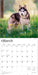 Siberian Huskies 2026 Square Wall Calendar