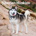Siberian Huskies 2026 Square Wall Calendar