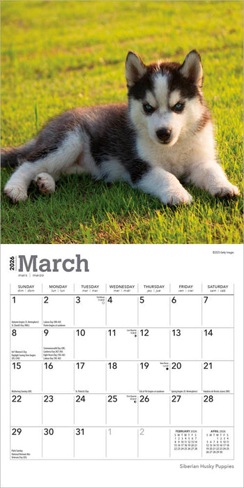 Siberian Husky Puppies 2026 Mini Wall Calendar