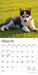 Siberian Husky Puppies 2026 Mini Wall Calendar