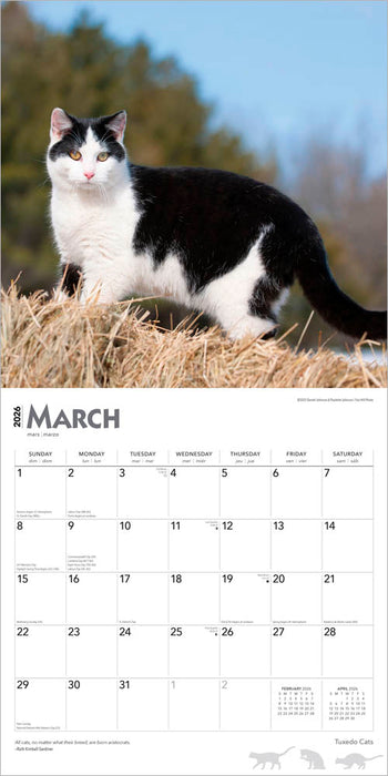 Tuxedo Cats 2026 Square Wall Calendar