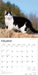 Tuxedo Cats 2026 Square Wall Calendar