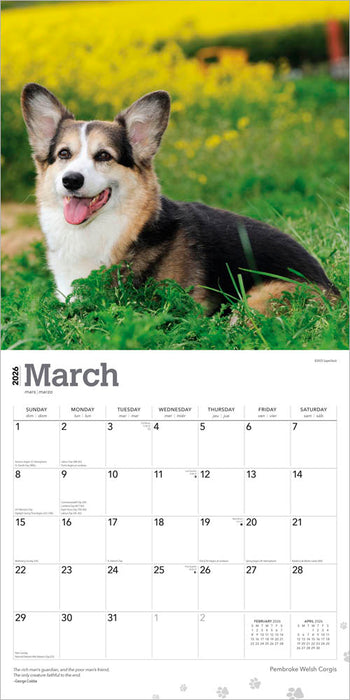 Pembroke Welsh Corgis 2026 Square Wall Calendar