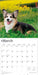 Pembroke Welsh Corgis 2026 Square Wall Calendar