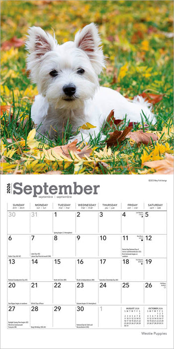 West Highland White Terrier Puppies 2026 Mini Wall Calendar